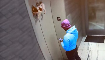 Guy Saves Dog Hanging from Elevator