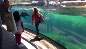 Little Girl Plays Tag with Sea Lion