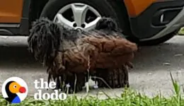 Matted Stray Dog Who Looked Like A Piece of Wood Get A Major Haircut