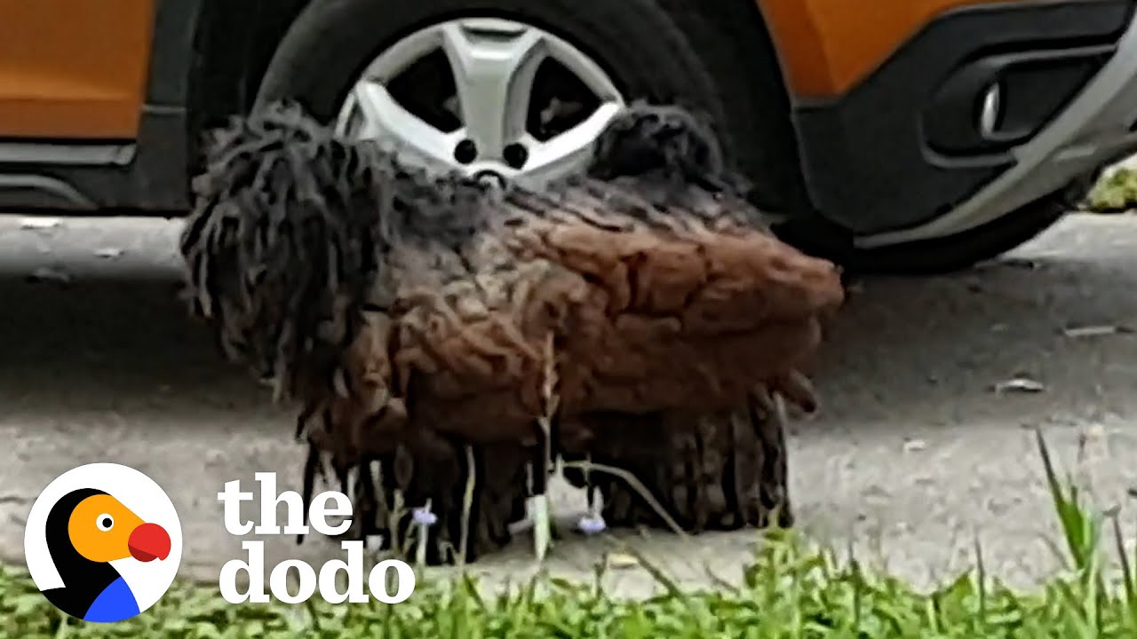 Matted Stray Dog Who Looked Like A Piece of Wood Get A Major Haircut