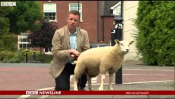 Sheep Urinates Over BBC News Reporter
