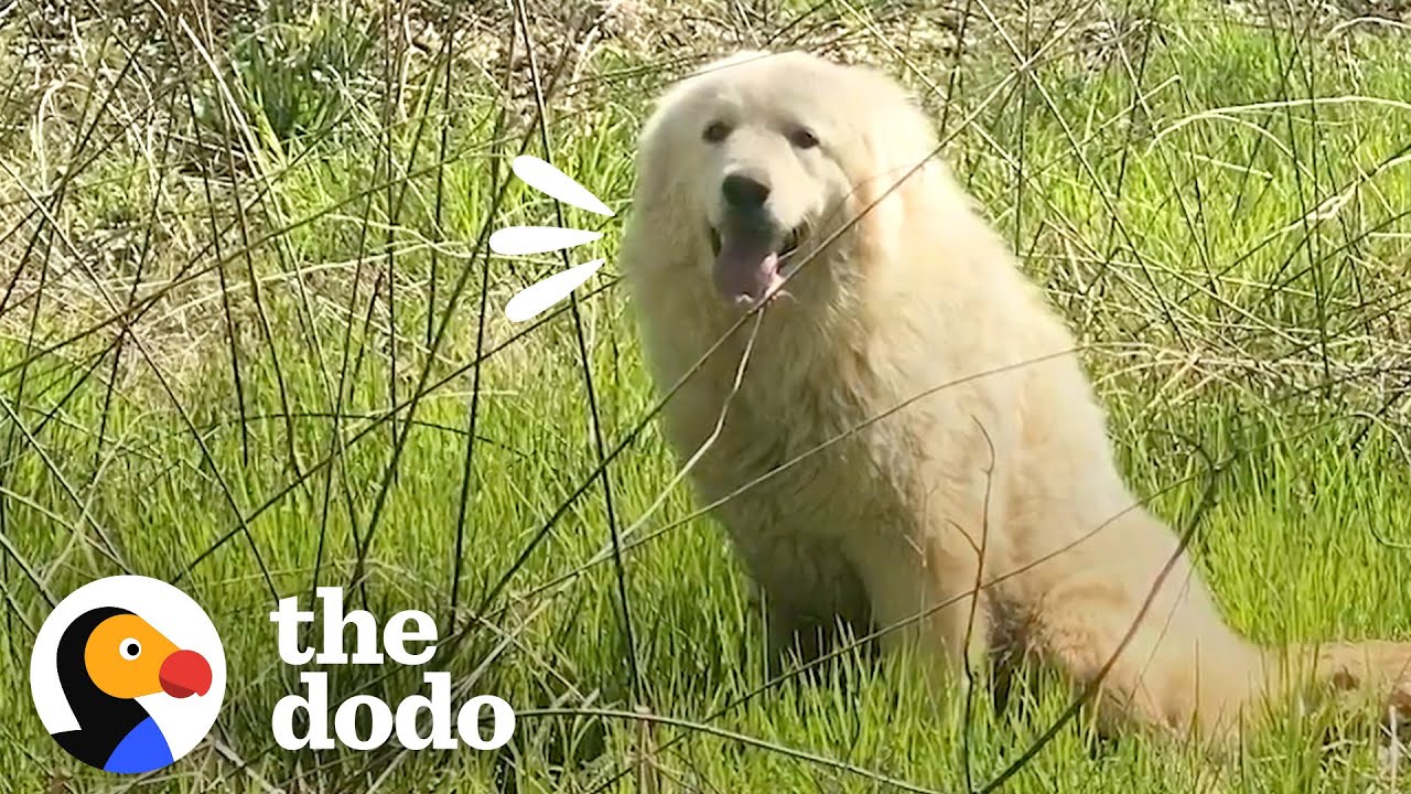 Stray Dog Who Kept Running Away Falls In Love With Woman’s Husband