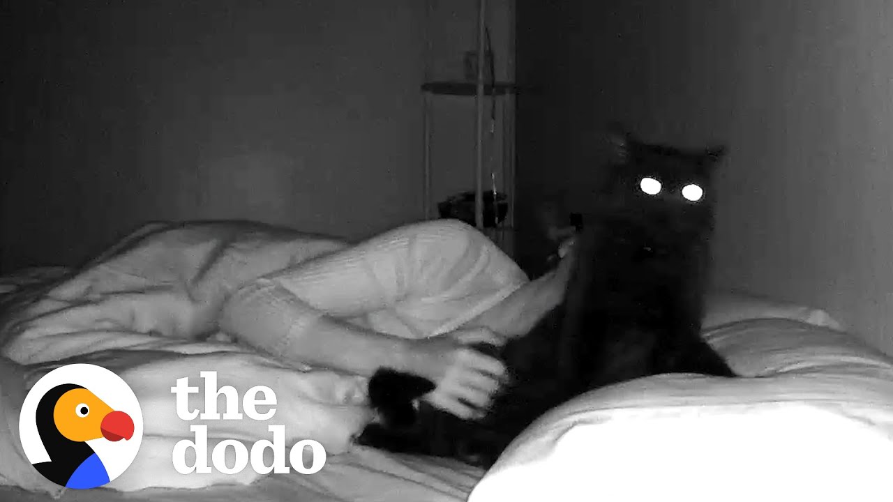 This Cat Plops On His Mom’s Pillow Every Night