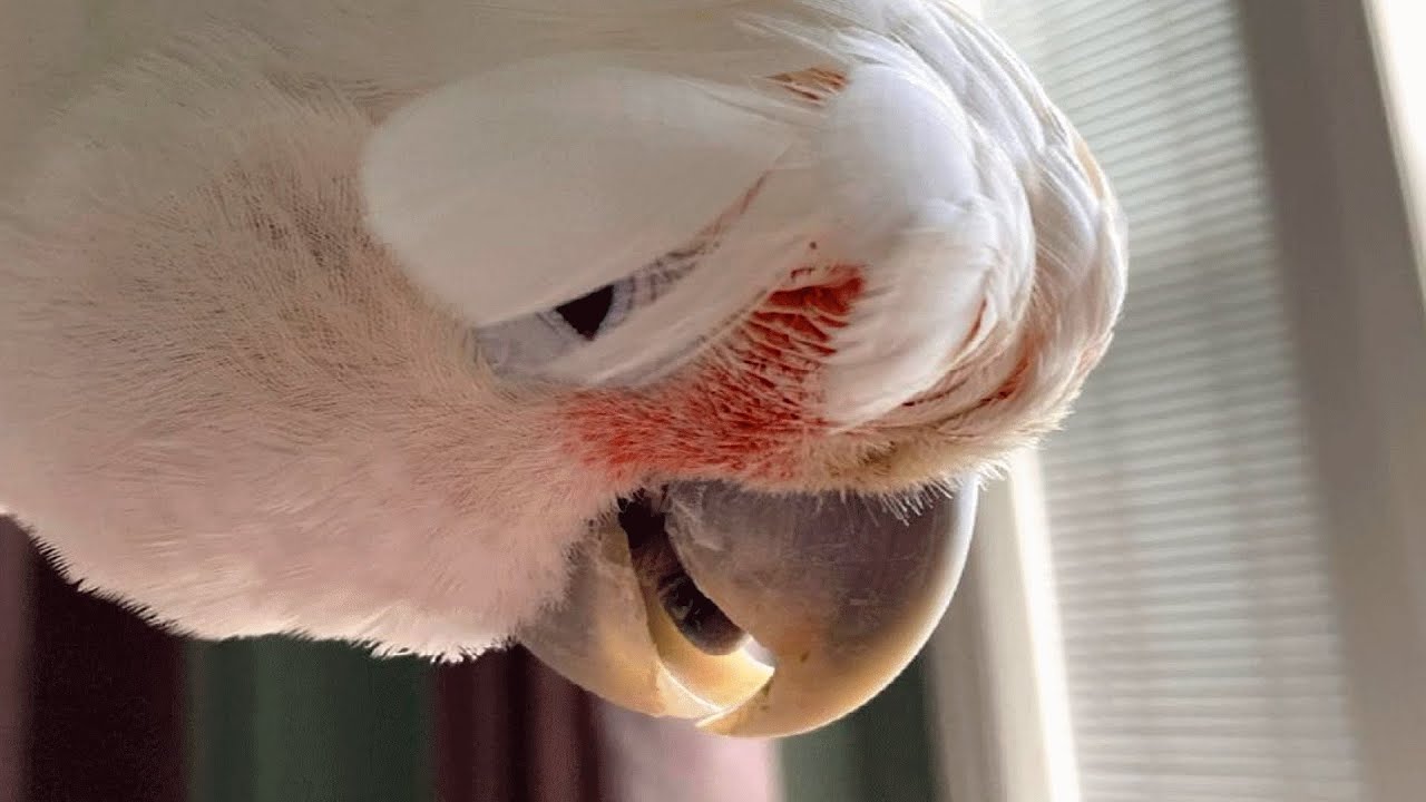 Woman raised this bird like a baby. Now he’s 50 years old.