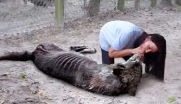 50 Animals That Asked People for Help & Kindness !