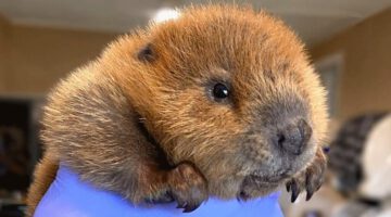 Baby beaver has uncanny object recognition