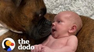 Baby Takes His First Steps Straight To His Dog