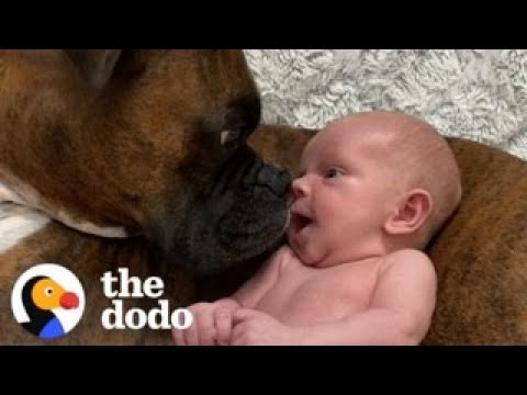 Baby Takes His First Steps Straight To His Dog