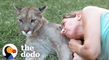 Blind Cougar Was Scared Of Crashing Into Things Until Mom Came To The Rescue