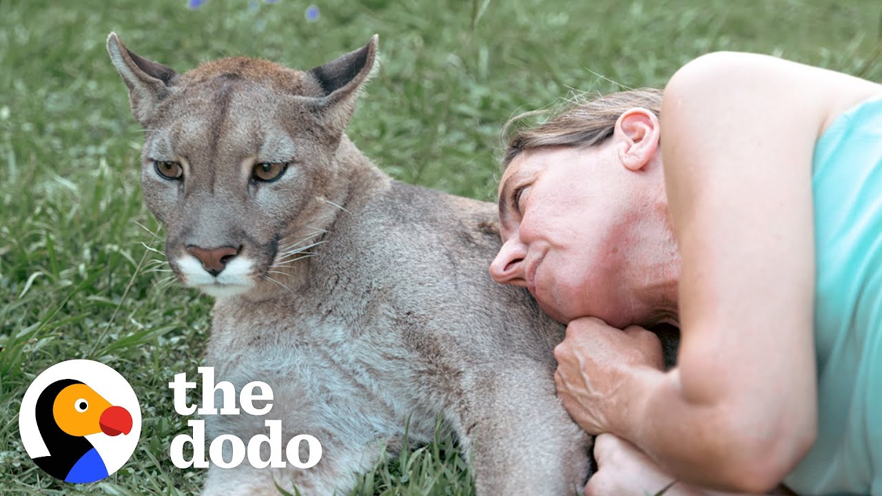 Blind Cougar Was Scared Of Crashing Into Things Until Mom Came To The Rescue