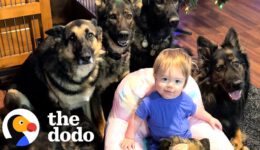 Child Raised By 5 German Shepherds