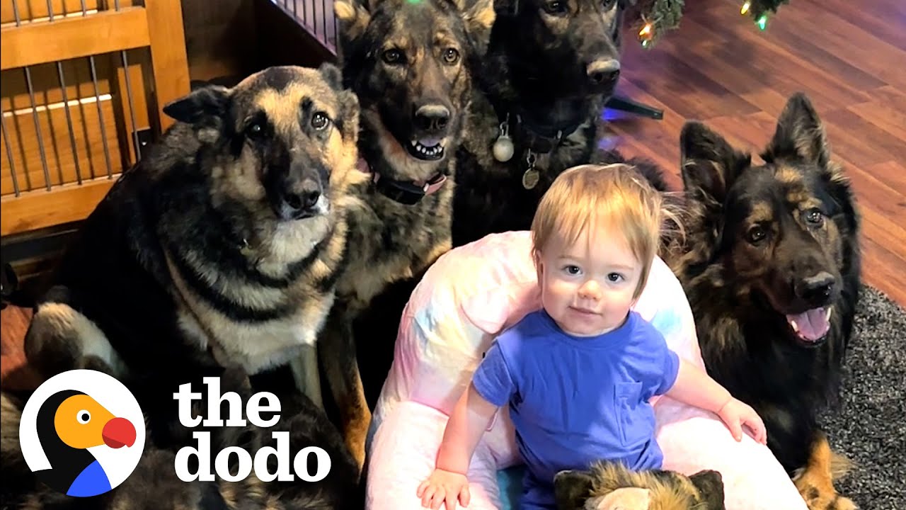 Child Raised By 5 German Shepherds