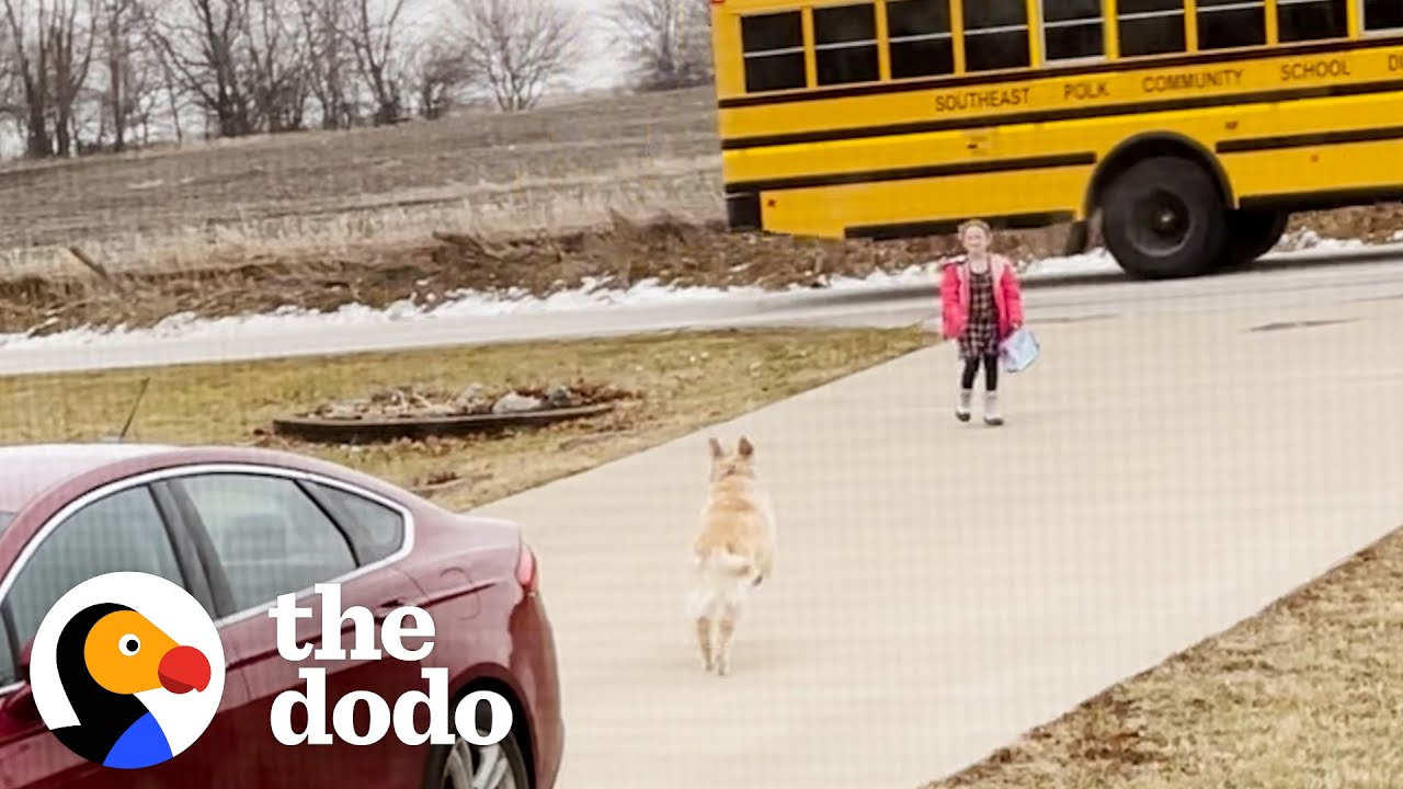 Dog Brings Girl to the School Bus Every Day