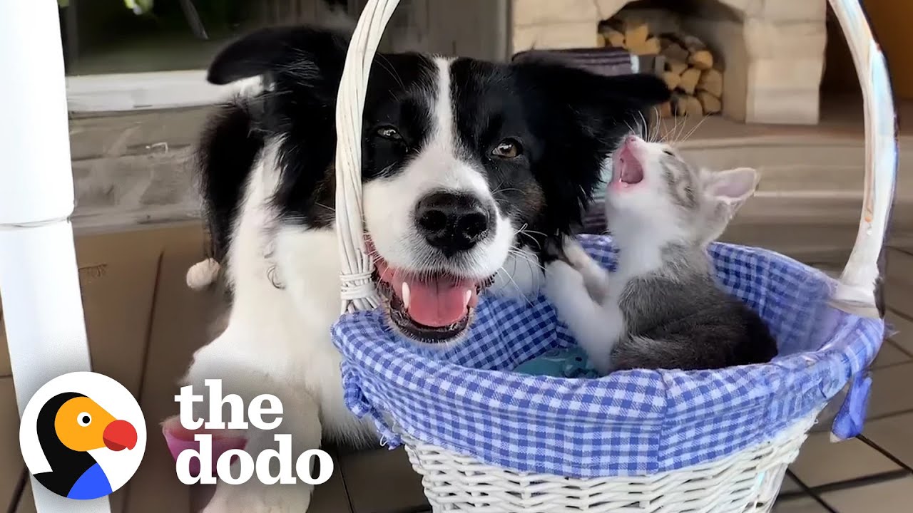 Dog Scared Of Kittens Becomes Proudest Foster Mom