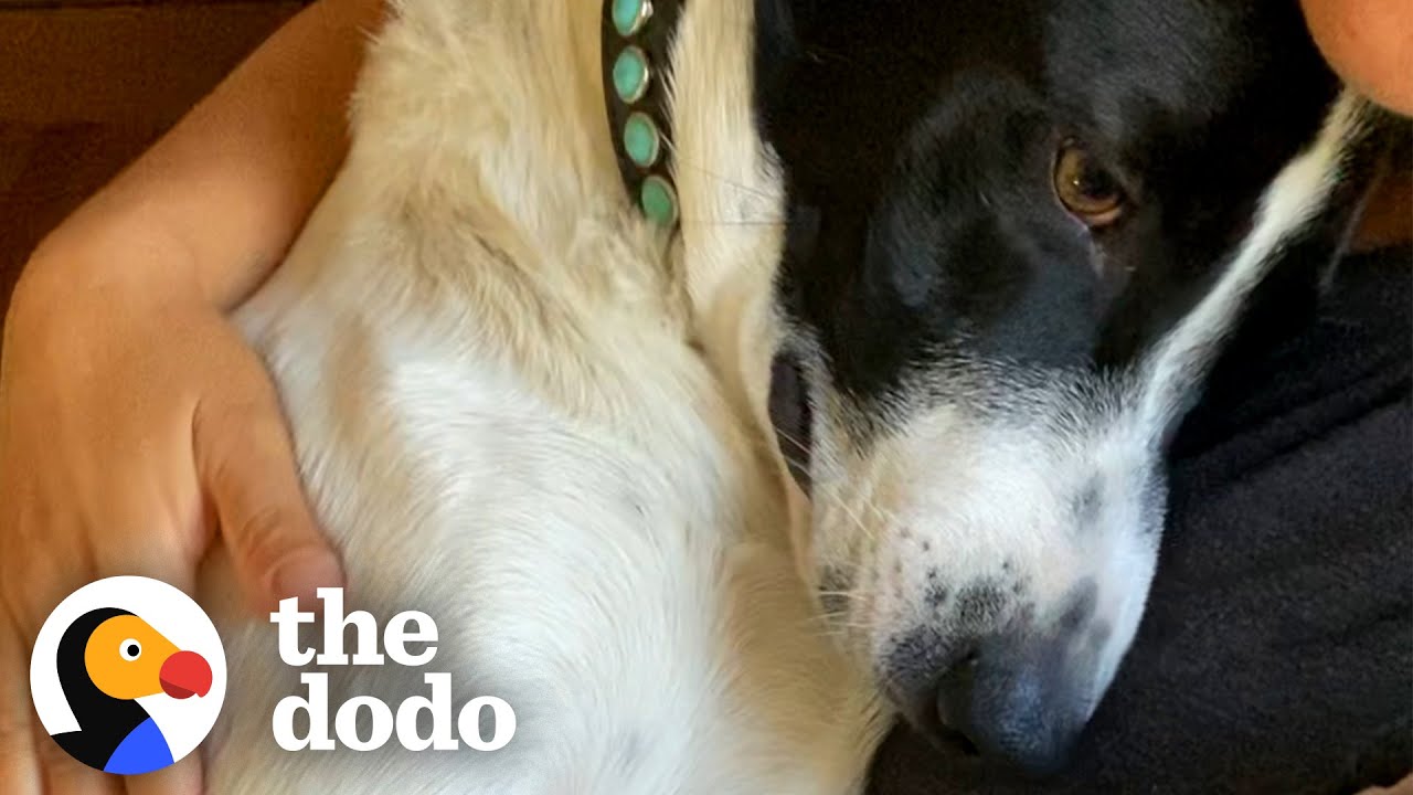 Grieving Dog Has The Best Reaction To Meeting His New Brother