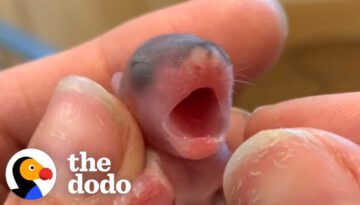 Guess What These Tiny Pink Blobs Grow Up To Be