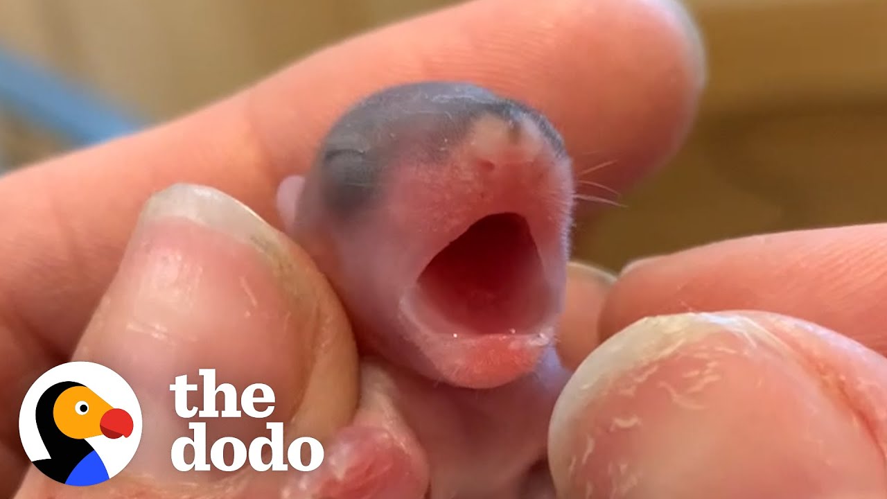 Guess What These Tiny Pink Blobs Grow Up To Be