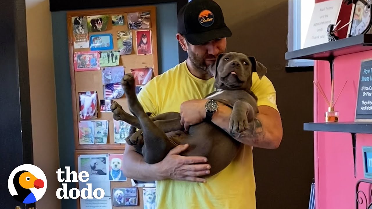 Guy Brings His 20 Rescue Dogs To The Groomers