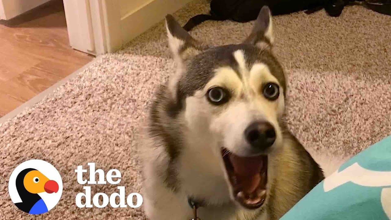 Husky Has A Very Specific Way To Get Her Parent’s Attention