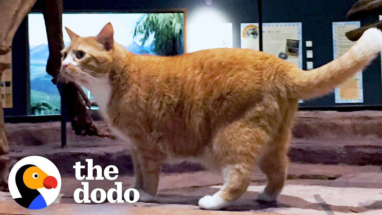 Rescue Cat Goes To Work At A Museum With His Dad Every Day