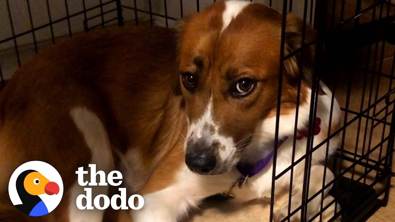 Rescue Dog Stayed in Her Crate For Five Days Until She Realized She Was Home