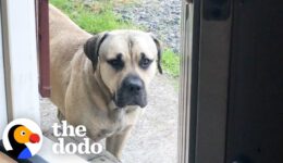 Stray Mastiff Takes His Very First Steps Inside A House
