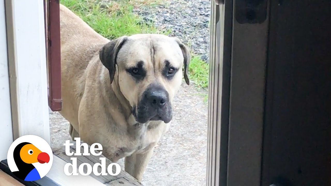 Stray Mastiff Takes His Very First Steps Inside A House