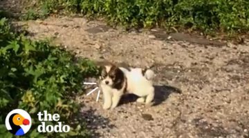 Stray Puppy Is Trying To Get People To Follow Him For The Sweetest Reason