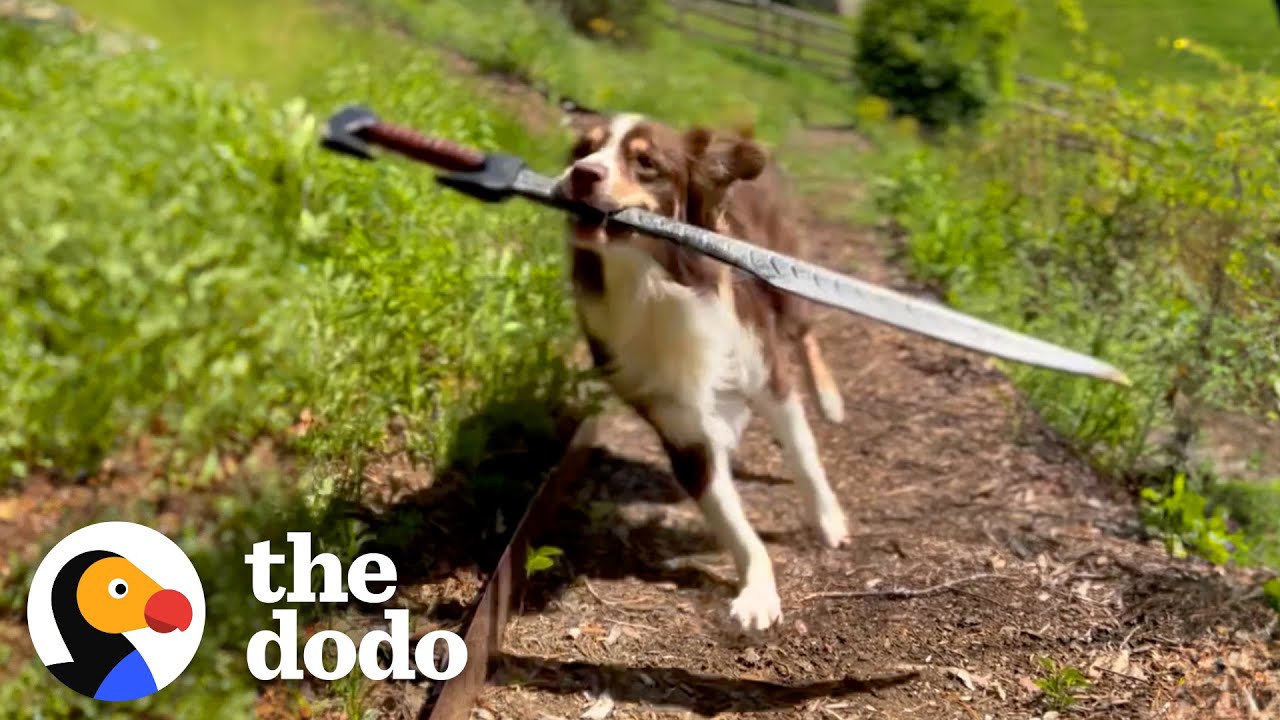 This Dog Is REALLY Obsessed With Sword Fighting With Her Humans