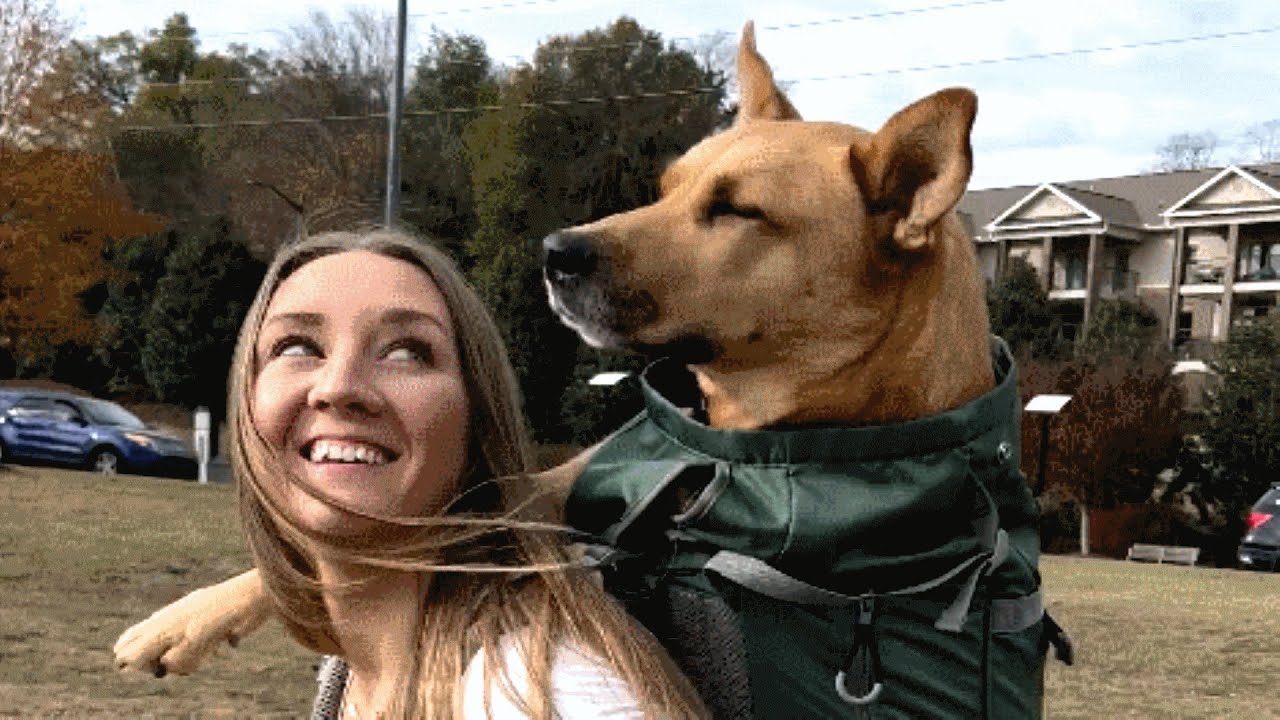 Woman brings home a perfect dog. Then a vet visit changed their lives.