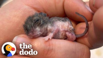 Woman Finds Tiny Mouse In The Beak Of A Chicken