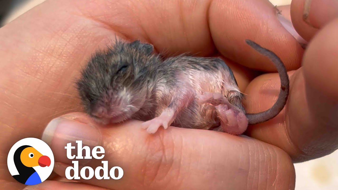 Woman Finds Tiny Mouse In The Beak Of A Chicken