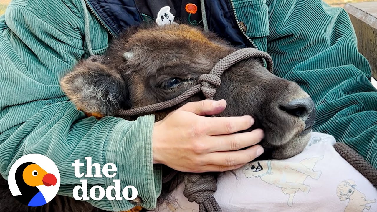 Baby Bison Follows Her Rescuer Everywhere