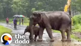 Baby Elephant Separated From His Mom Cries For Help
