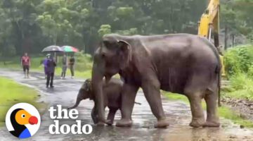 Baby Elephant Separated From His Mom Cries For Help
