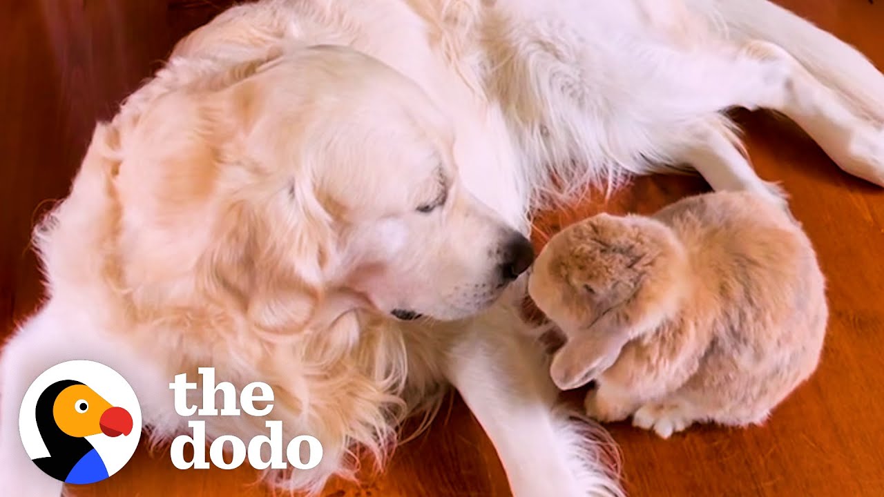 Golden Retriever Picks Apples For His Bunny BFF