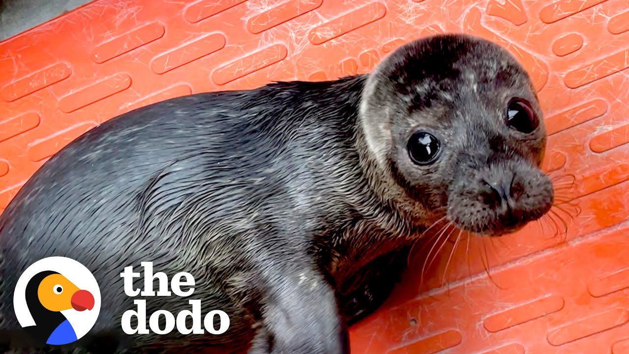 Orphaned Baby Seal Barks At Anyone Who Tries To Clean Her Bathtub