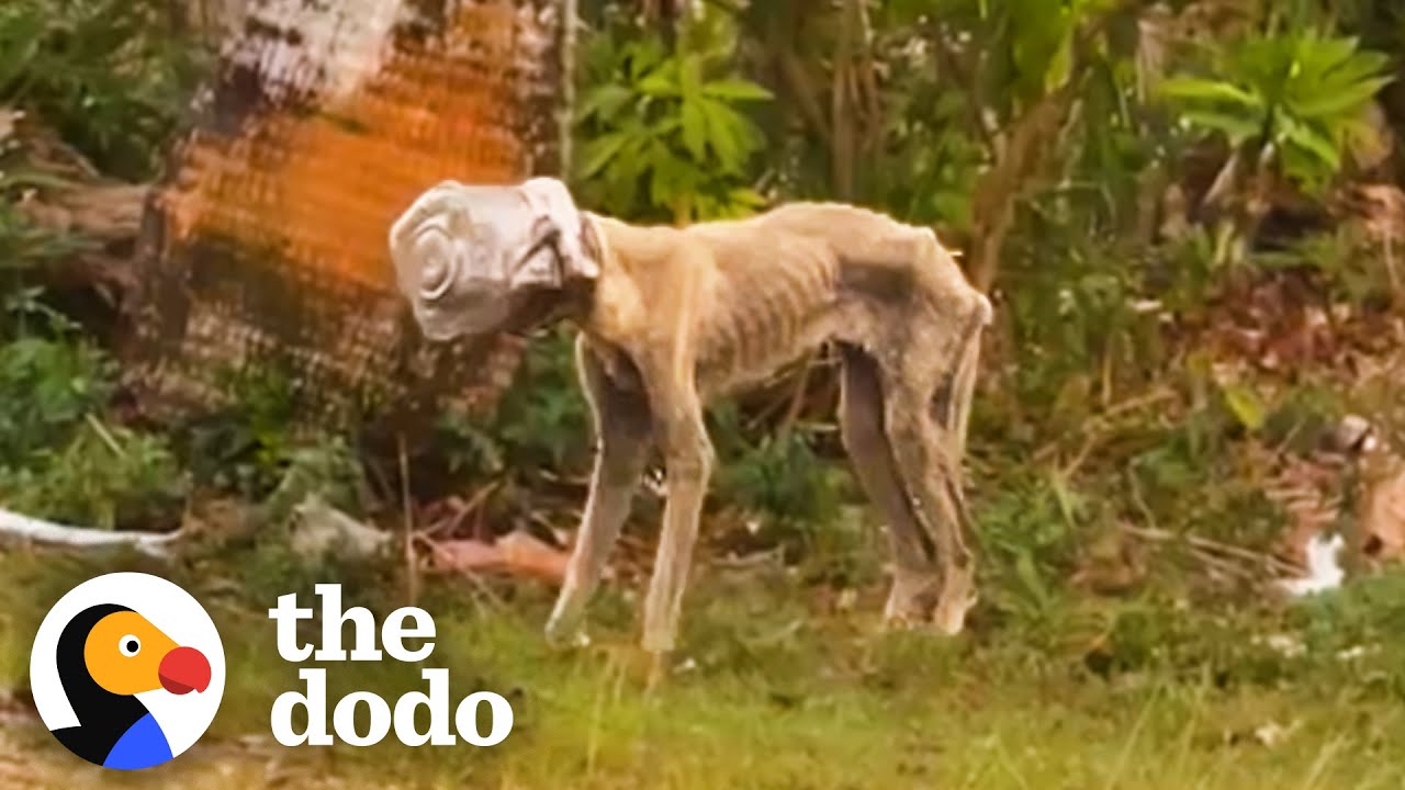 Stray Dog Had A Jar Stuck On Her Head For Weeks