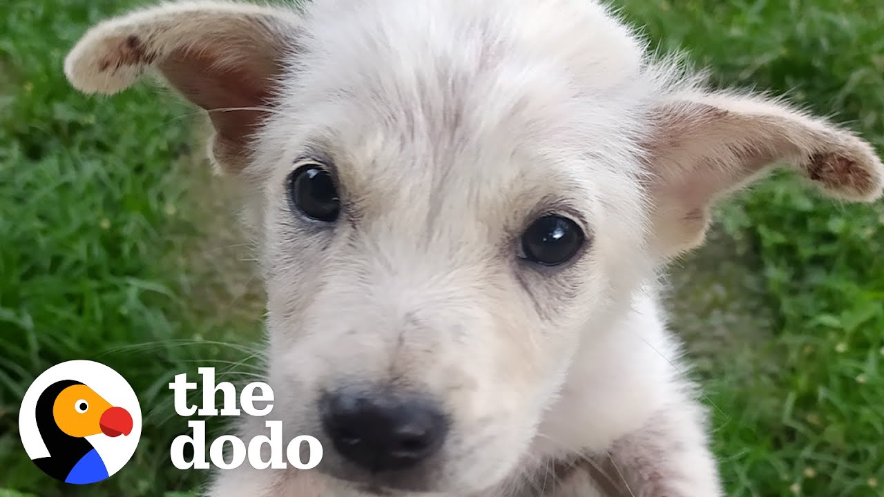 Street Puppy Rescued In A Shopping Bag Has A Whole New Personality Now