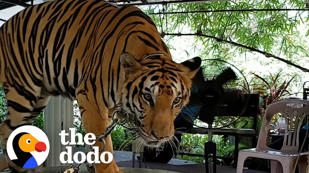 Tiger Chained Up Her Whole Life Takes Her First Free Steps