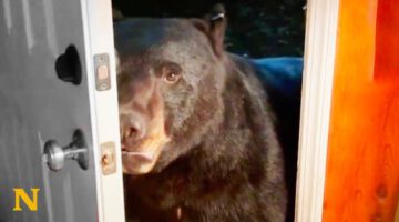Wild Bears Have Unique Relationship With Woman