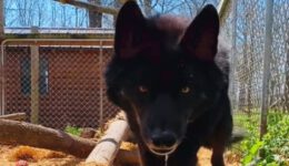 Wolf Dog’s ‘Aggressive’ Encounter with a Kind Human: See How He Reacted!