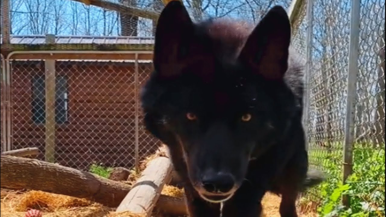 Wolf Dog’s ‘Aggressive’ Encounter with a Kind Human: See How He Reacted!