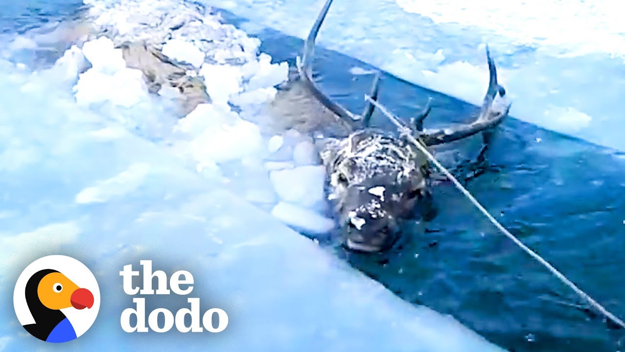 Brave Men Use Chainsaw to Rescue Deer Trapped in Frozen Lake!