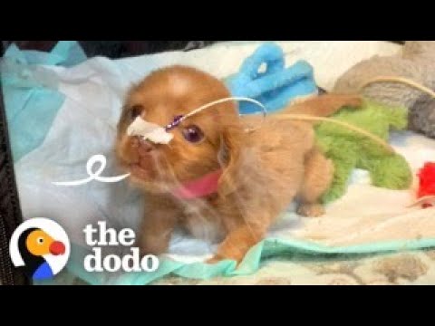 ‘Bubble Puppy’ Decides She’s Ready To See The World