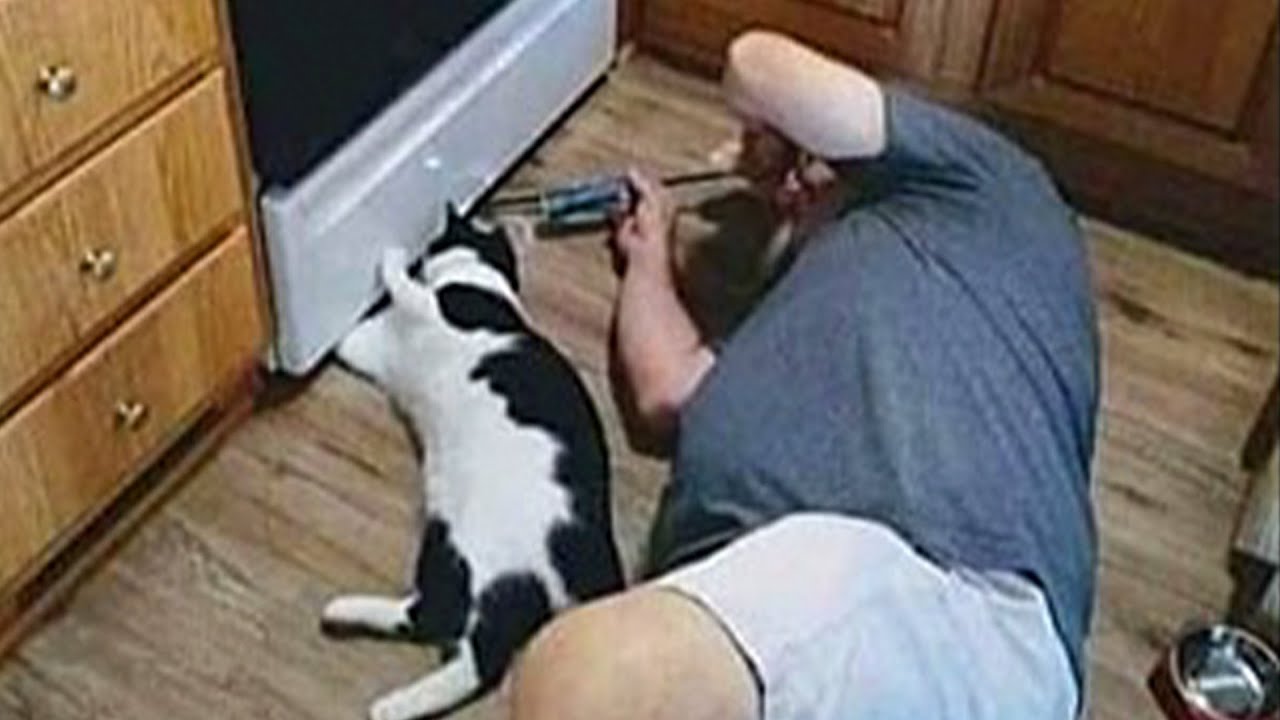 Cat and Human Best Friends