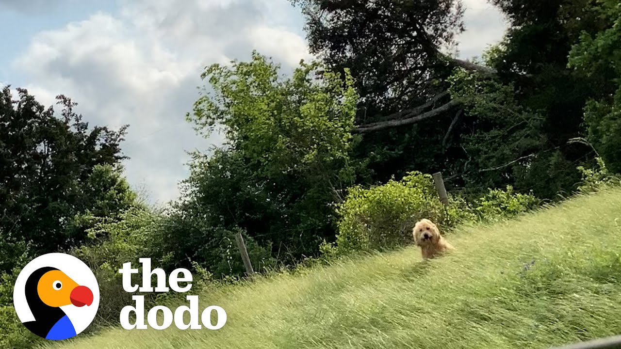 Dog Waits On Side Of Road To Be Rescued