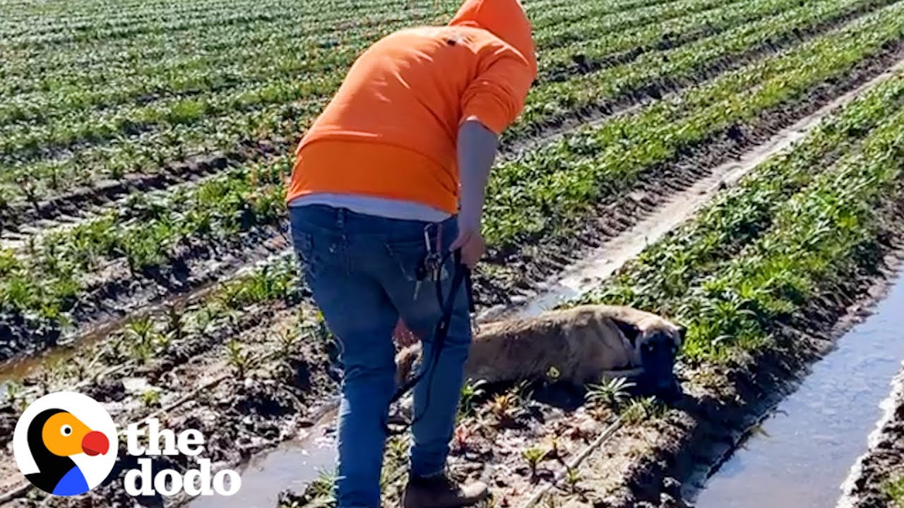 Dog’s Heartwarming Response Upon Reuniting With His Rescuer