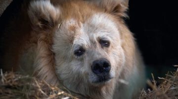 Elderly Circus Bear Tastes Freedom After 20 Years
