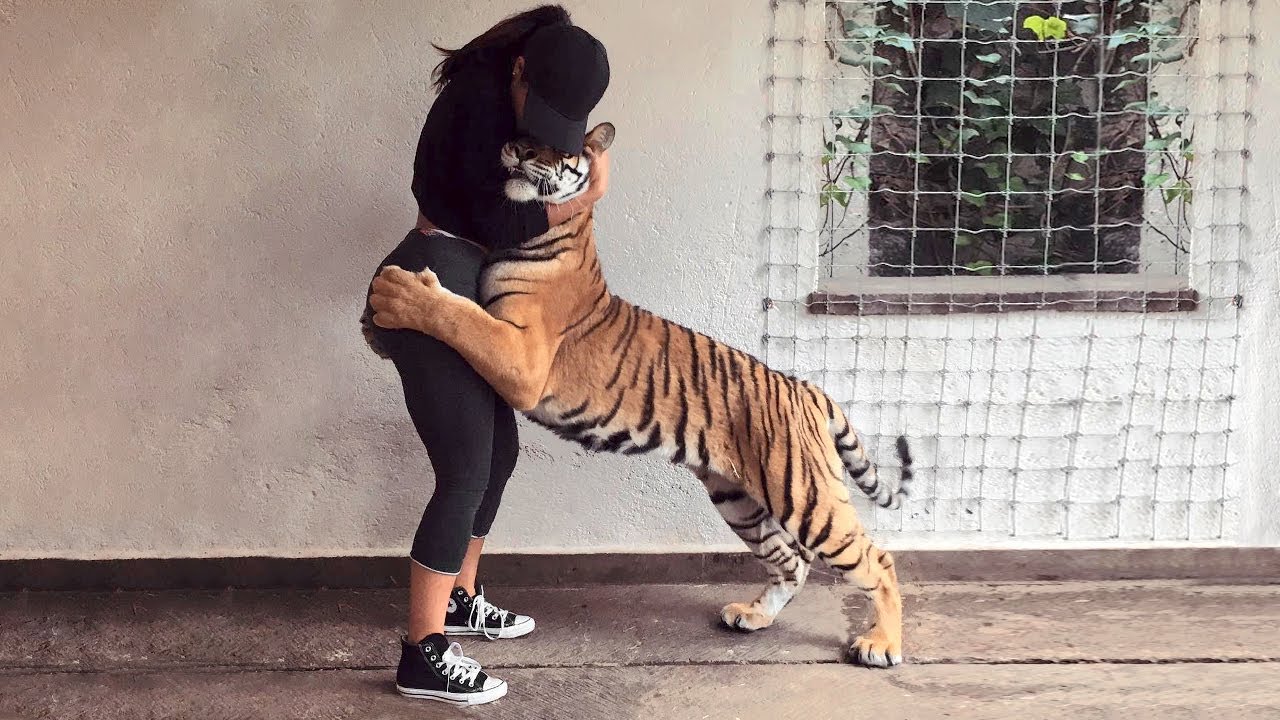 Emotional Reunions: Animals and Owners Find Each Other After Years Apart